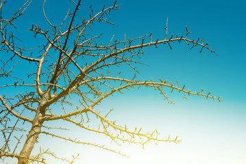 tree branch on a sky background