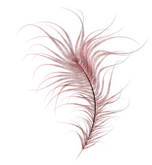 red ostrich feather