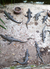 Many crocodiles on alligator farm in Cambodian park