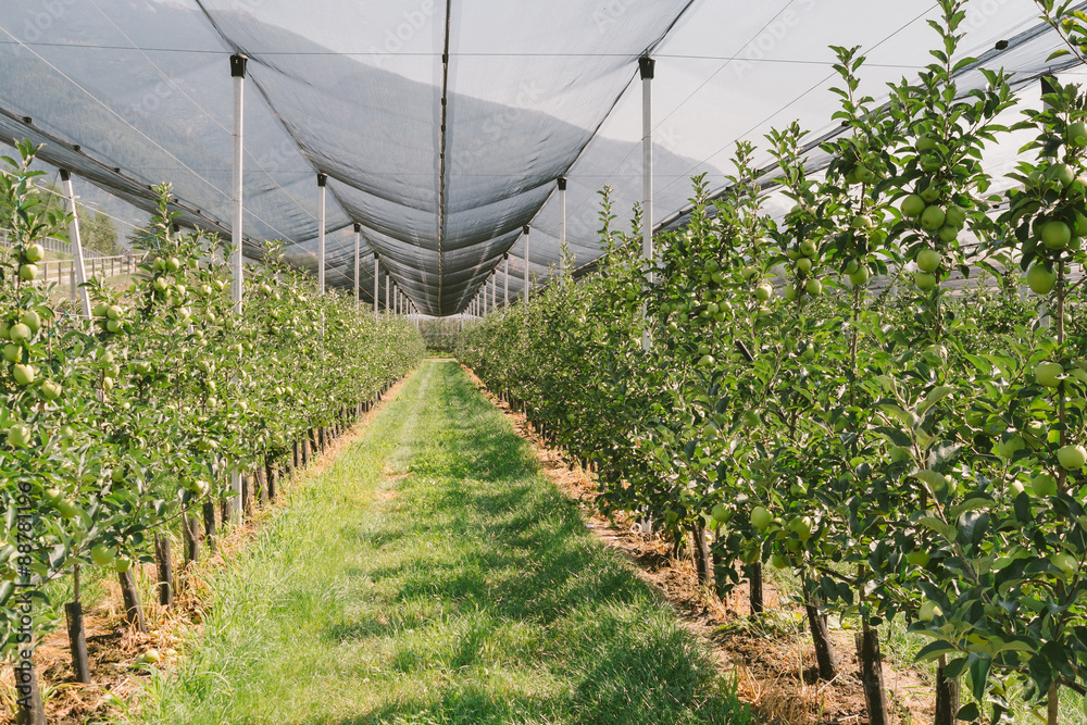 Wall mural Apple orchards