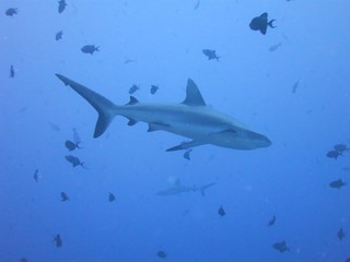 グレーリーフシャーク