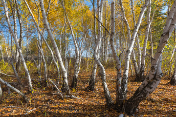 Obraz premium autumn birch forest