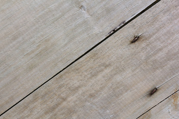 Obraz premium wood texture