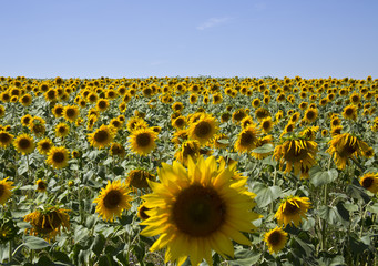 Obraz premium Sunflowers