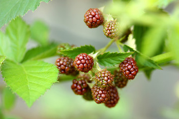 Unripe blackberries on branches with leaves