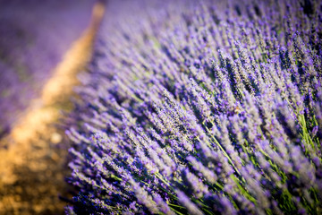 Naklejka na ściany i meble Valensole, Provence, France. Lavender field full of purple flowers