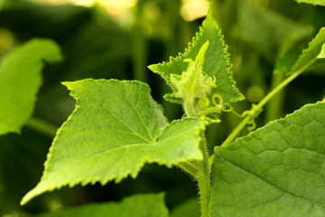 Ovary cucumber plants