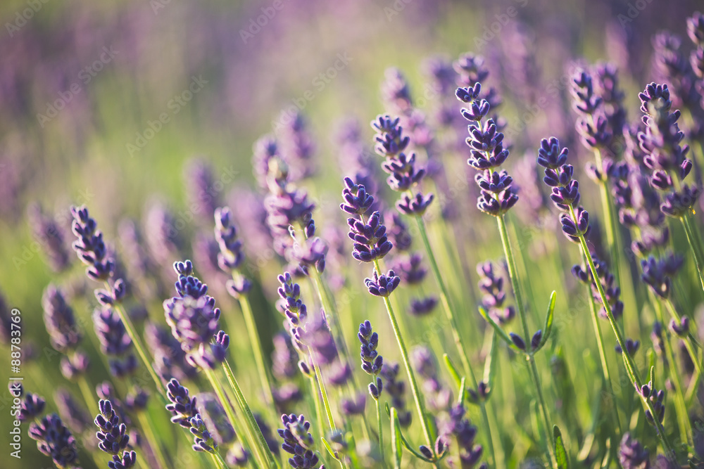 Wall mural Lavender