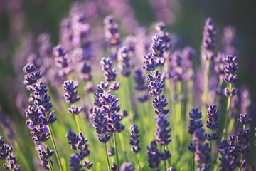 Lavender © Laszlo