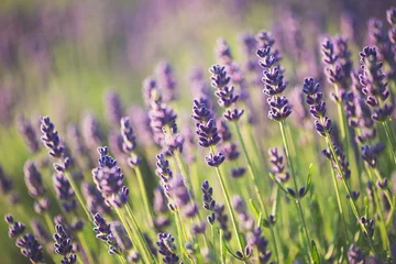 Tuinposter Lavendel © Laszlo