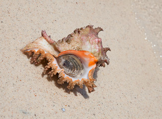 Sea shell