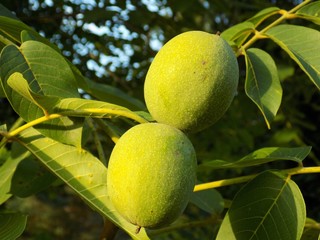 Two immature walnuts