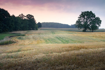 Fototapeta premium Summer countryside landscape. Oaks growing on the stubble.