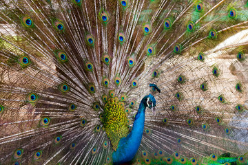 Peacock green Feathers blue birds
