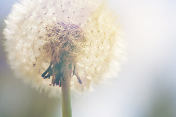 dandelion © marbenzu