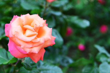 Beautiful rose growing in garden