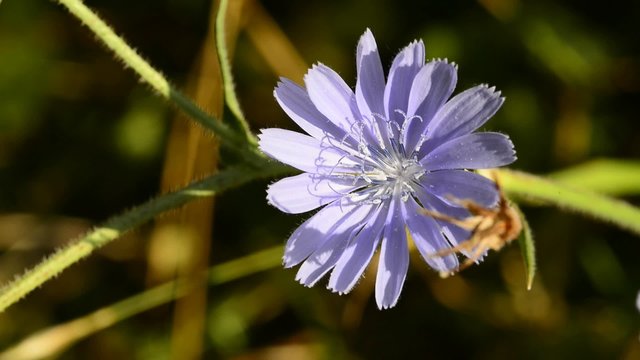 Wegwarte, Cichorium intybus, Bl&uuml;te, Heil-und Nutzpflanze