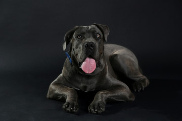 Cane corso italiano dog on black background