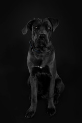 Cane corso italiano dog on black background