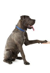 Cane corso italiano dog give a paw to human hand, isolated on white