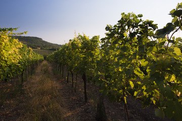 Photo winery at sunset. White vine