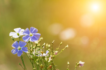 blue flowers of flax lit with the bright summer sun