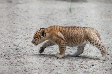 liger