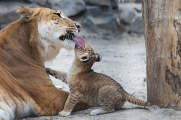 liger