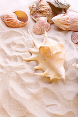 Beautiful seashells on sand background