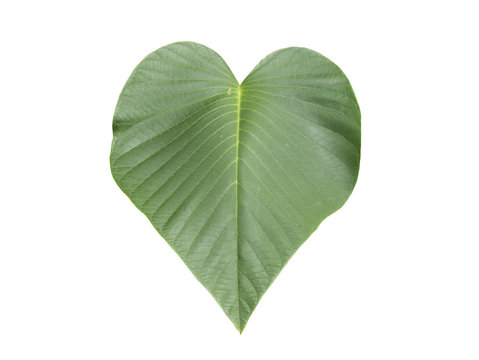 Heart leaf 2