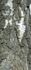 Birch bark