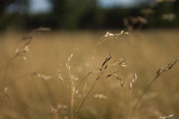 Obraz premium Old Camera back in Nature