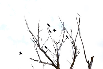 Birds sitting on dry tree