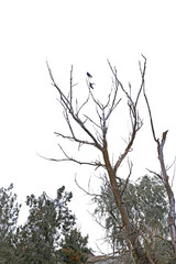 Birds sitting on dry tree