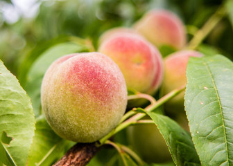Pfirsiche im Garten am Baum 