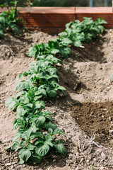 Potatoes growing in the garden