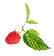Fresh raspberry with green leaves isolated on white