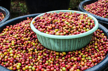 arabica coffee berries 