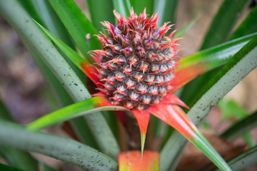 Fototapeta premium A baby red pineapple in the farm