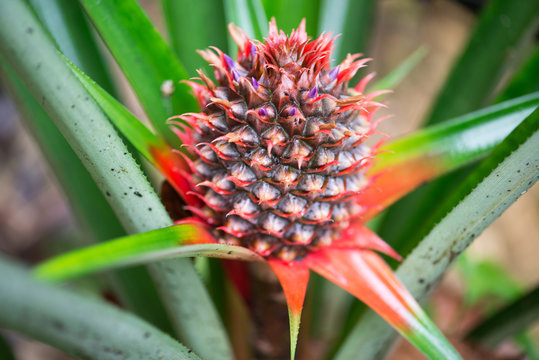 A Baby Red Pineapple In The Farm