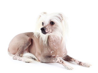 Chinese Crested dog isolated on white