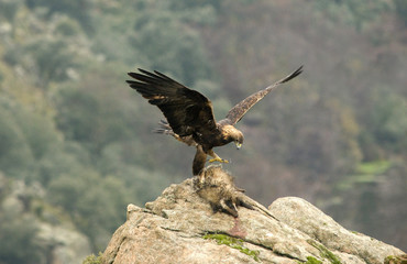 aguila real con tejón muerto