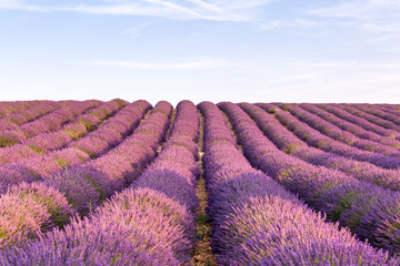 Fototapeta na wymiar France, Valensole Plateau, Provence, Europe. Lavender field, sunset and flowering