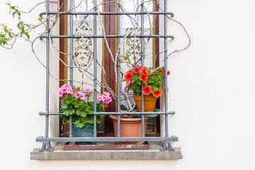 window with flower pots