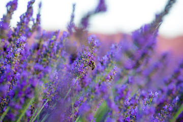 Valensole, Provence, France. Lavender field full of purple flowers