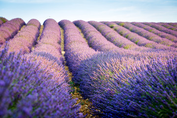 Fototapeta na wymiar France, Valensole Plateau, Provence, Europe. Lavender field, sunset and flowering
