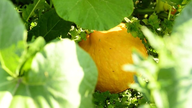 Reifer K&uuml;rbis