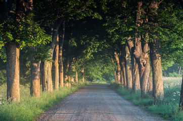 Country road running through tree alley, Pomerania, Poland