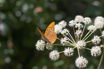 orange butterfly on white flower