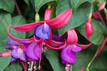 Fuchsia or Onagraceae